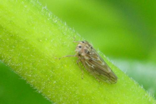 Réf. 251 267 : Agallia consobrina